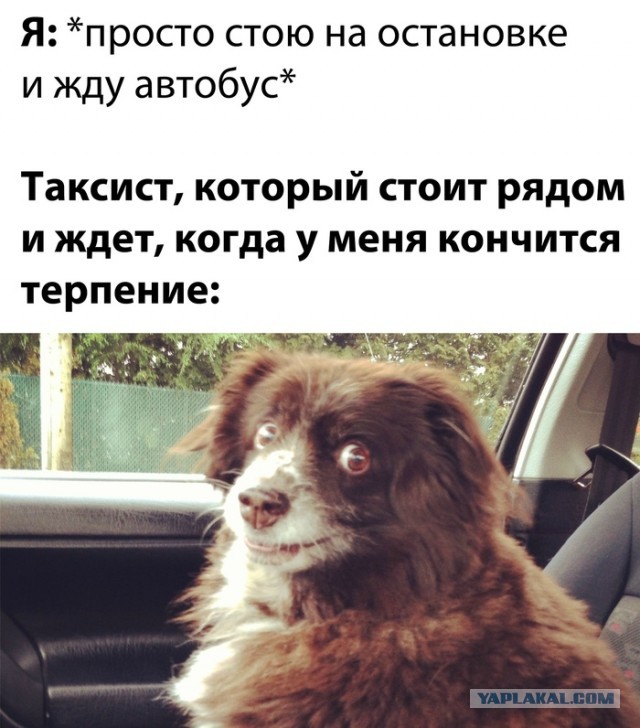 Весёлый полтишок 25.03