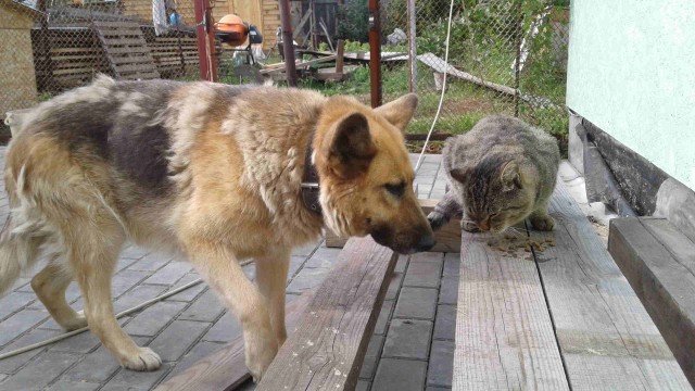 В Челябинской области собака выхаживает брошенного котёнка