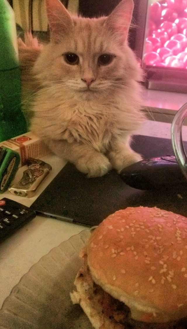Вторник-кото