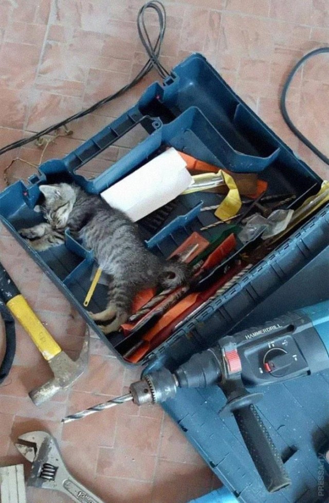 Которник