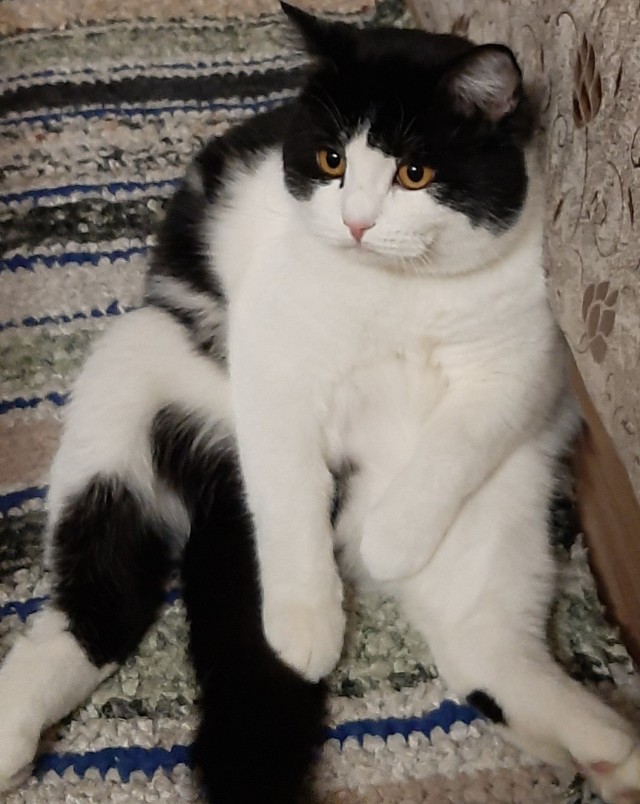 Первый котовторник 2022
