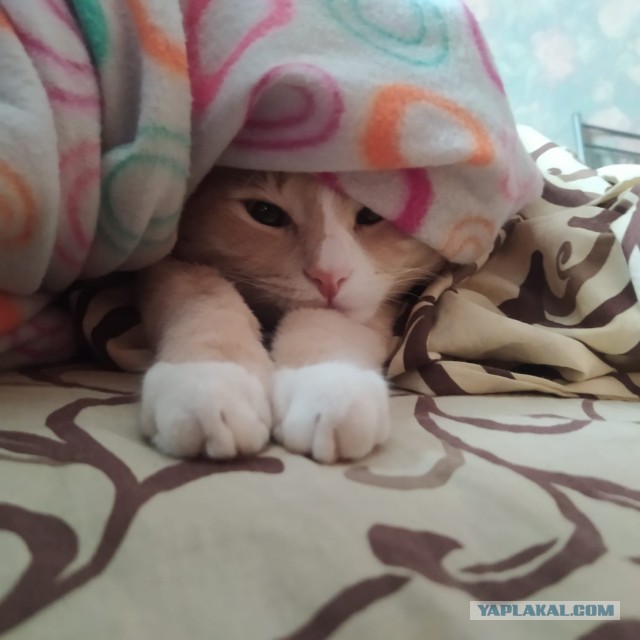 Котовторник 25.01.22