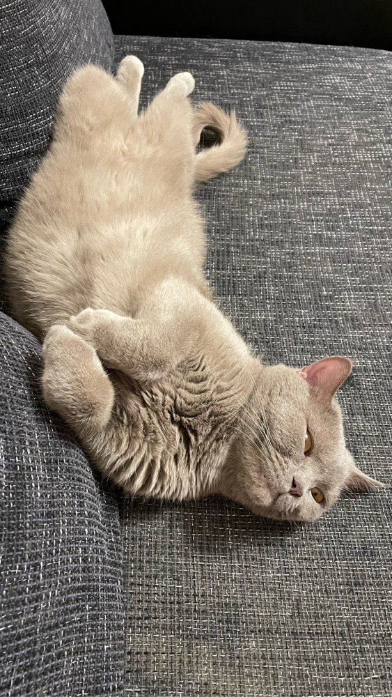 Котовторник. Февраль