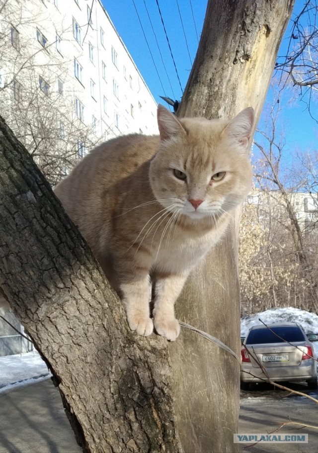 Долой политику, ура котикам!