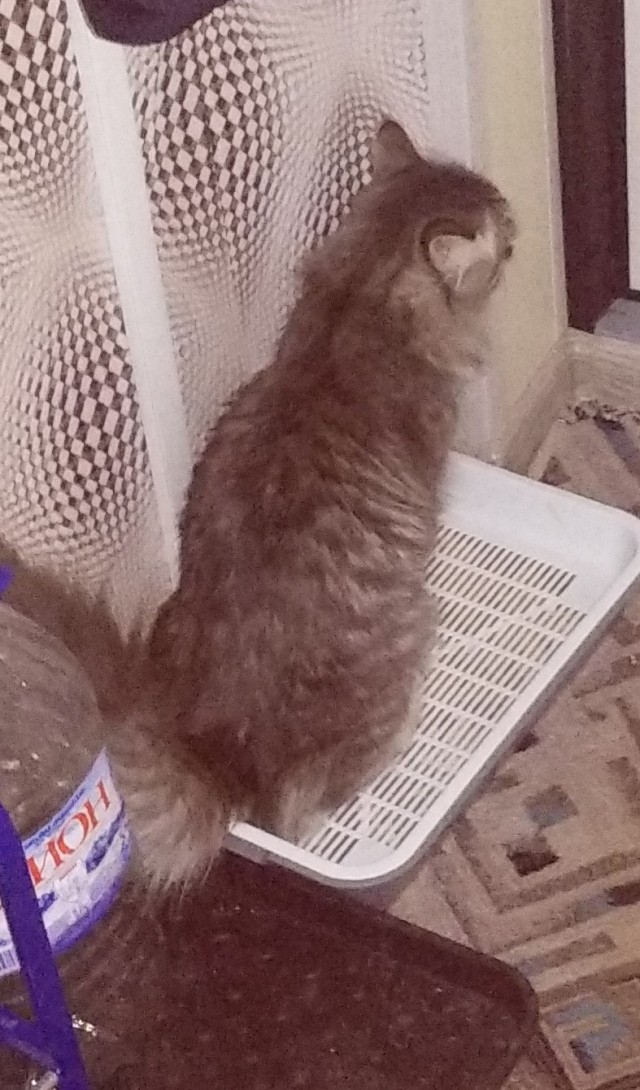 My cat Semyon
