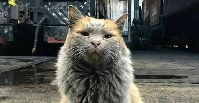Коты ишачат на заводе