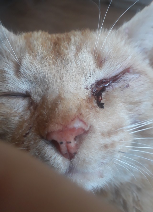 Немного милоты в котовторник