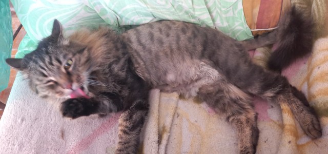 Вторник, ваши коты и кошки в студию