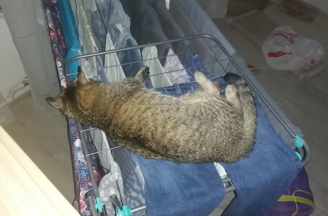 Мой котовторник