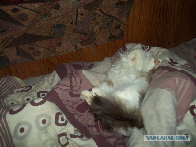 Жизнь домашнего приюта для котеек 430