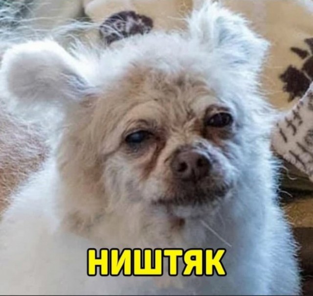 Электросамокатчик и маленькая собачка