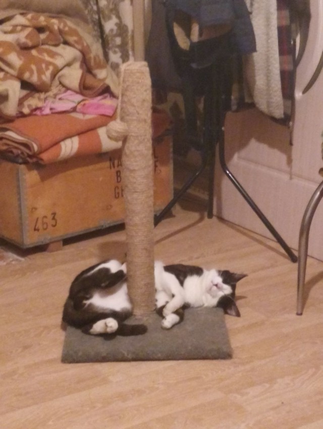 Котя моя. Ну и пусть собакочетверг!