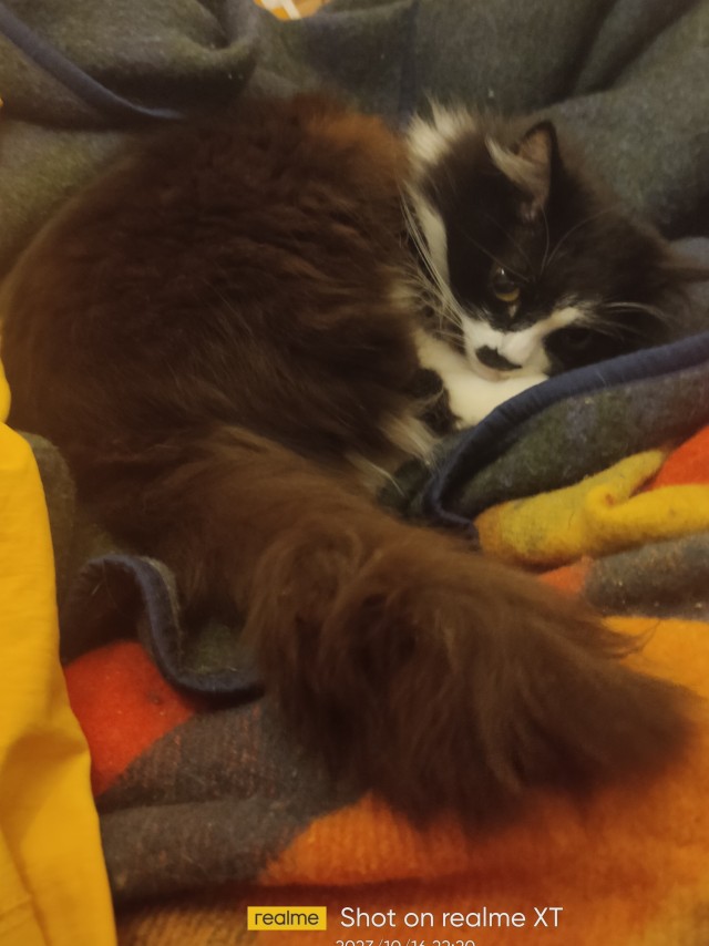 Котовторник 7.11.23