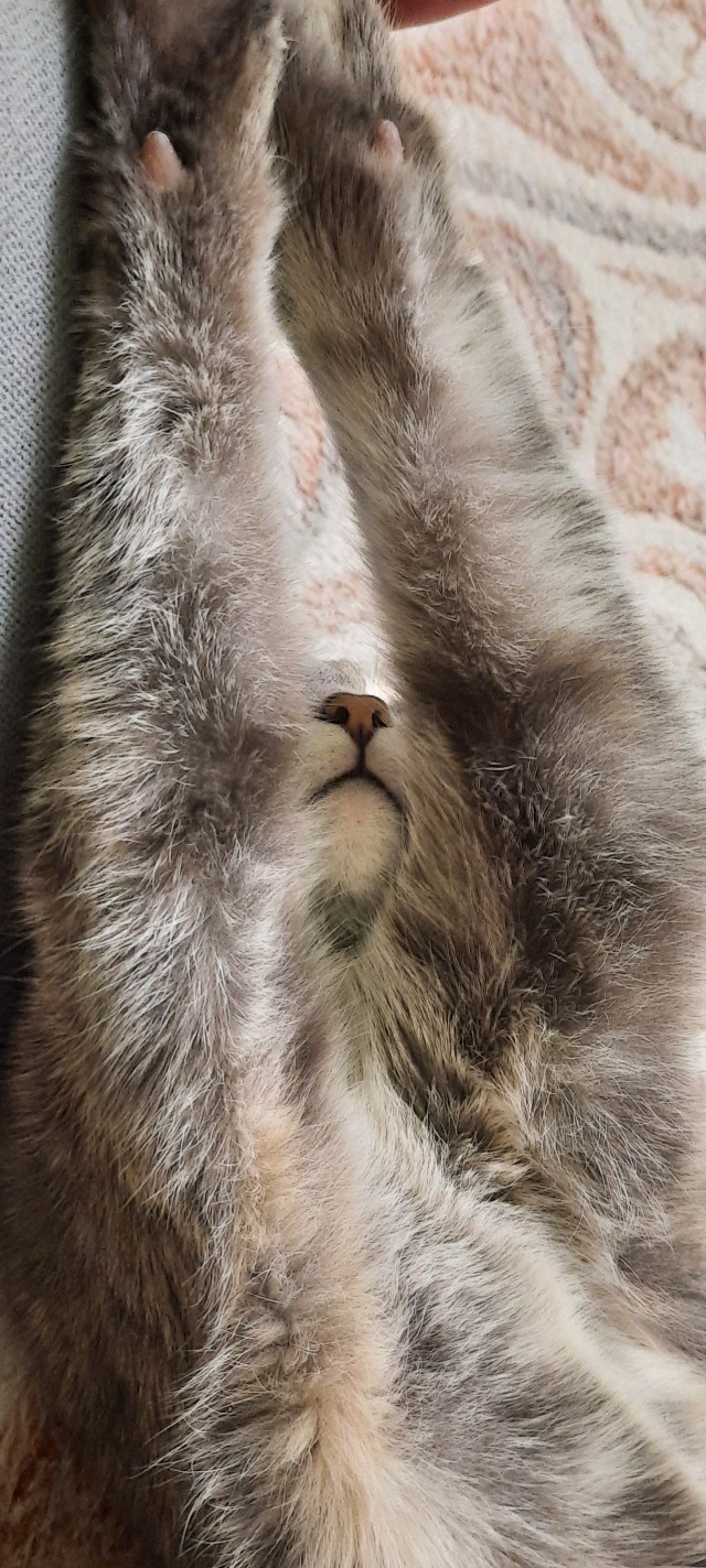 Мой котяра