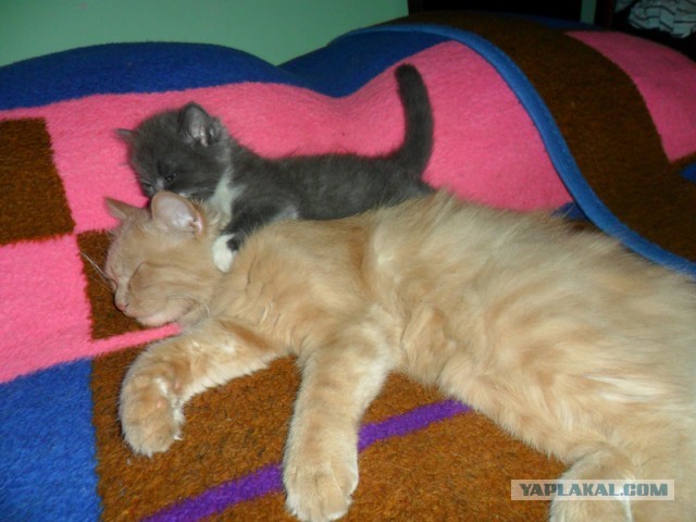 Котовторник 30.04.2013