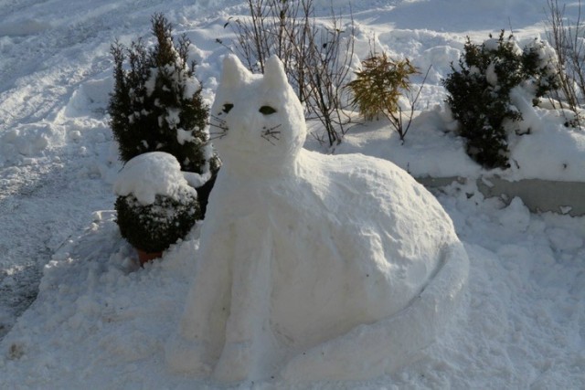 Котики из снега и котики на снегу