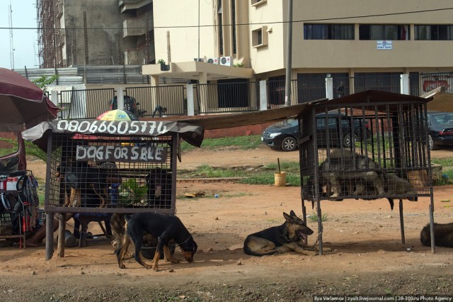 Только крокодилы спасут эту страну от мудаков!