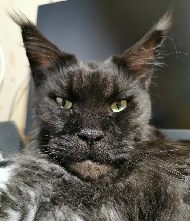 Мэйн-кун!  Котовторнику посвещается!