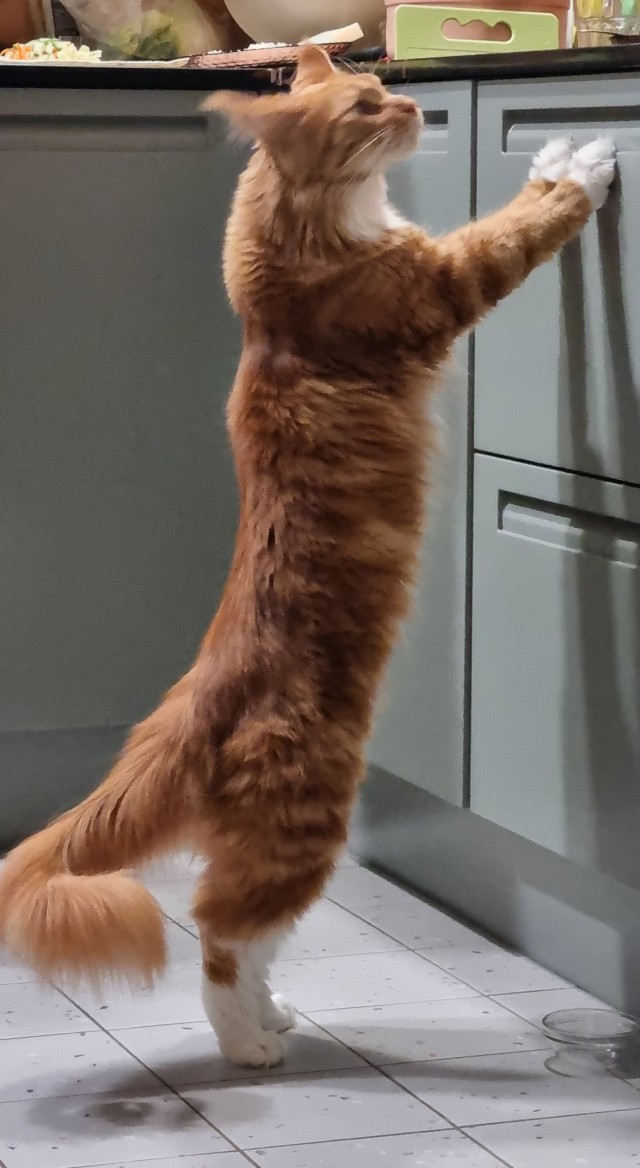 Скорее! Скорее возьми котеночка на ручки!