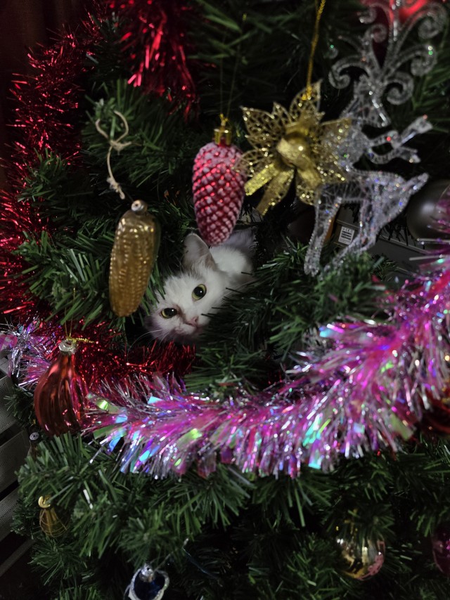 Котовторник 31.12.2024. Последний котовторник года