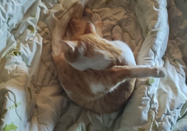 К котовторнику