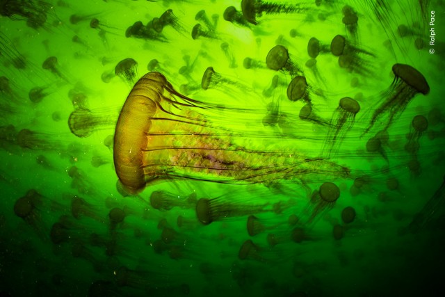 15 главных кадров конкурса Wildlife Photographer of the Year