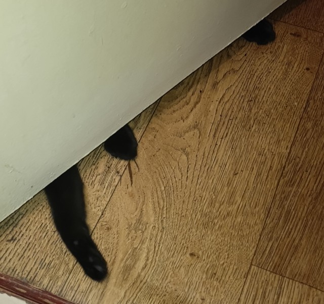 С котовторником!