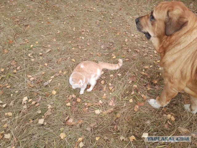 Жизнь домашнего приюта для котеек 561