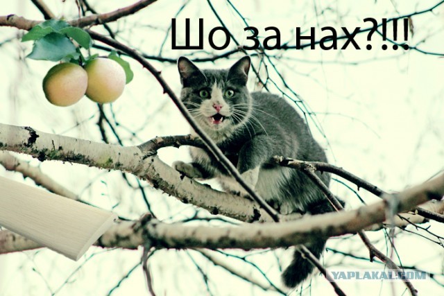 Как я абрикосы собирал