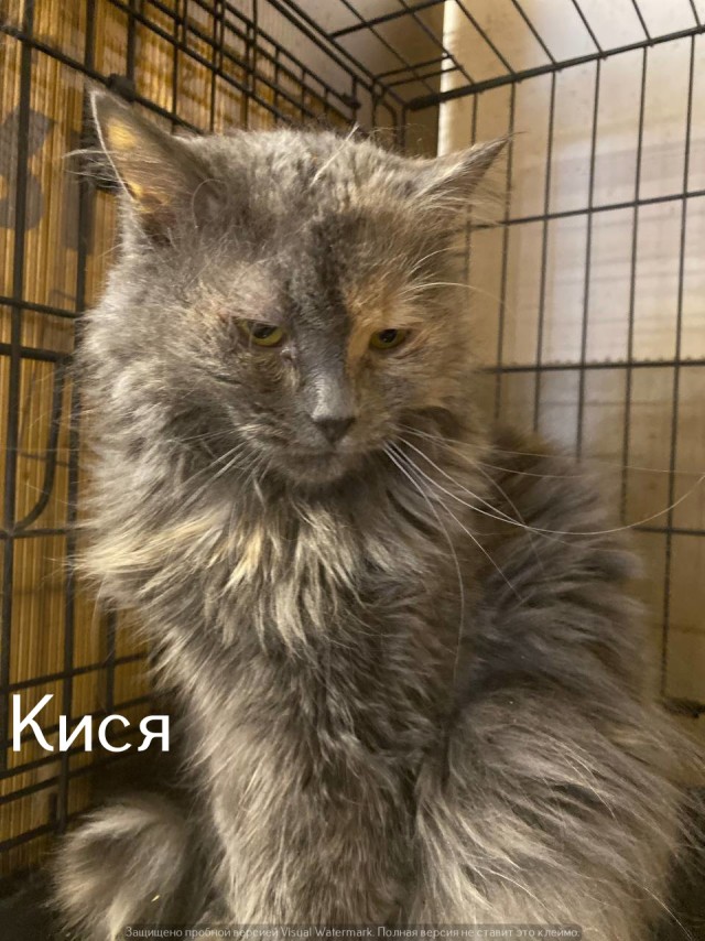 Жизнь домашнего приюта "Котоленд" 531