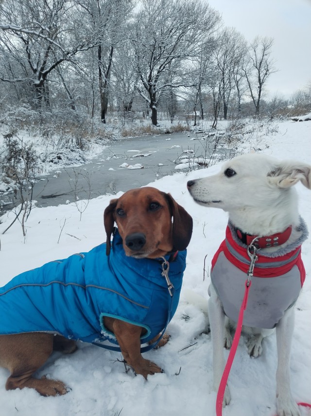 Собака-барабака.