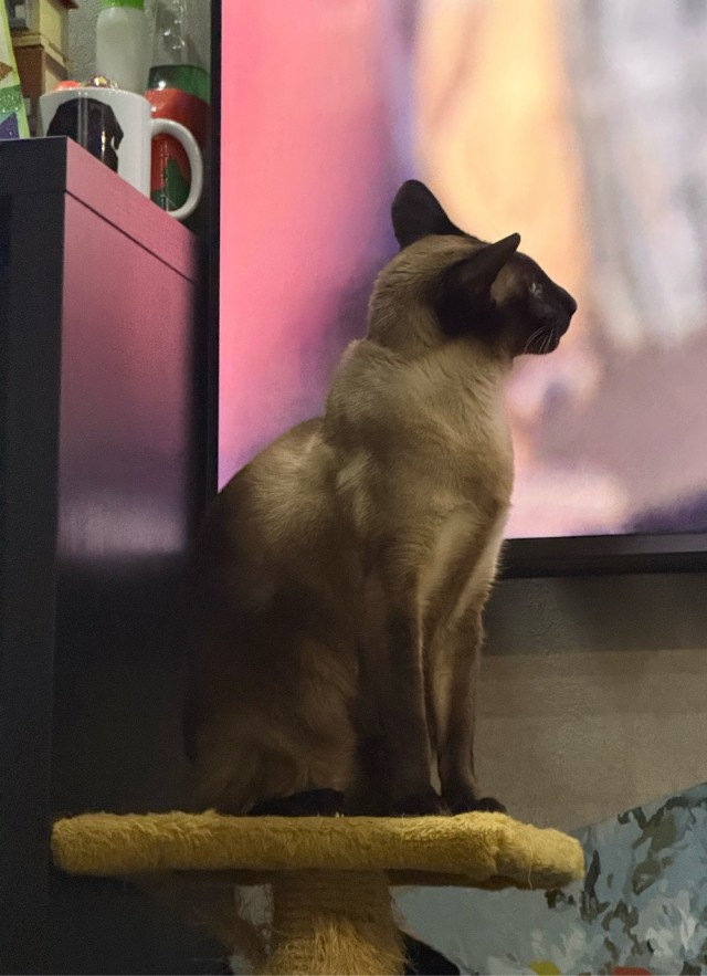 Котовторник 24.02
