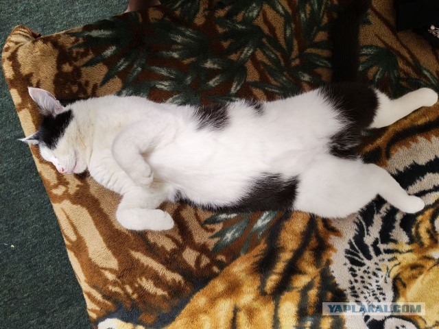 Кошка Яна 19 лет