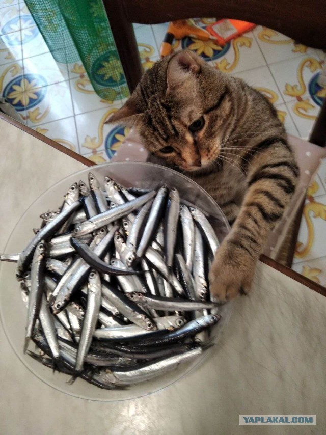 Котовторник!