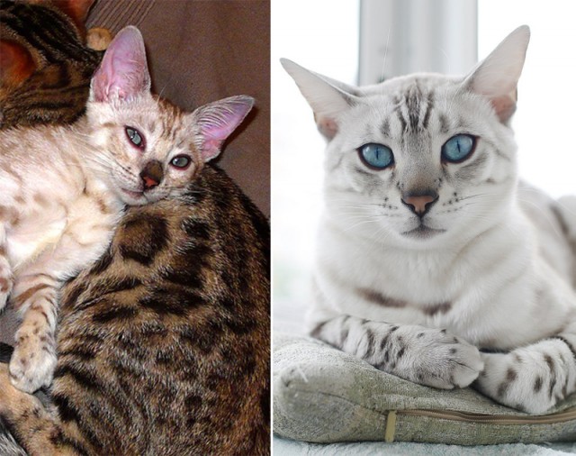 Коты и время