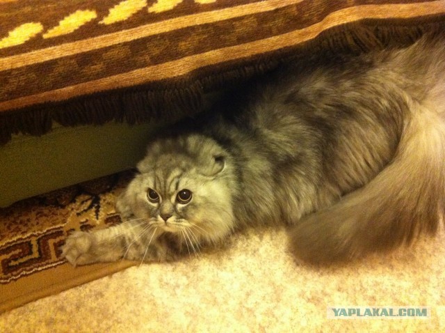 Невыразительные коты