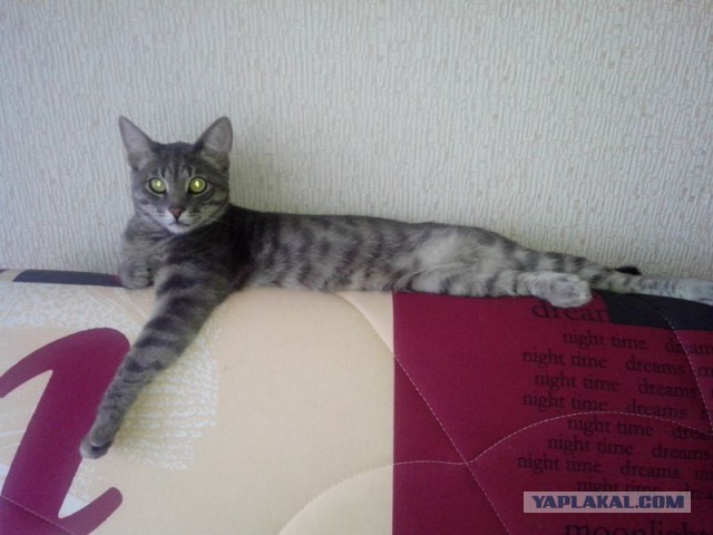 Выставка кошек.