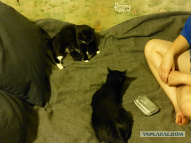 Котовторник 29.10.2013