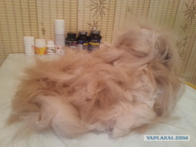 Котовторник 25.02.2014
