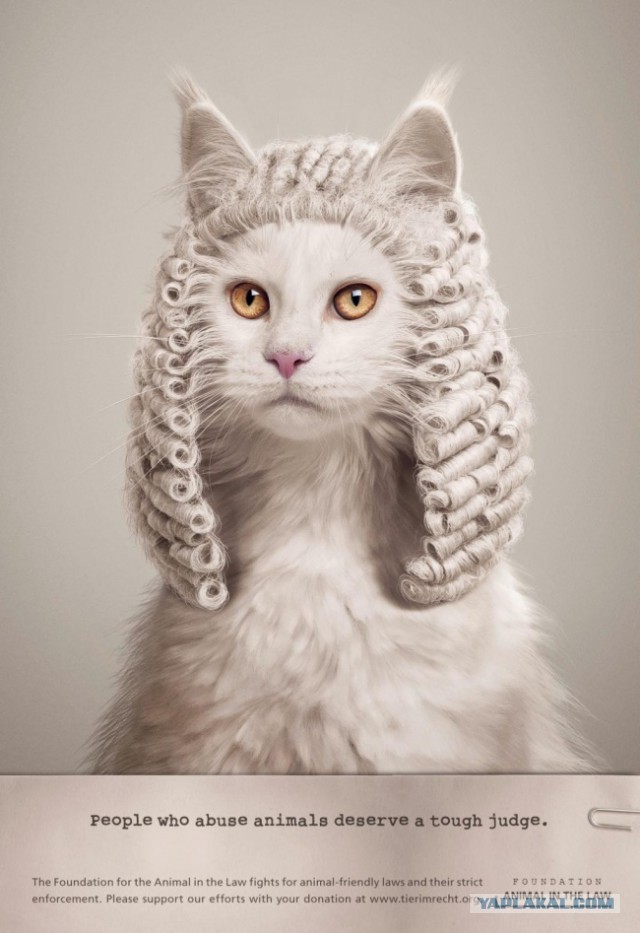 Котовторник 10.06.2014