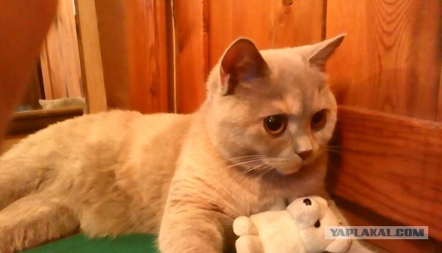 Котовторник 22.07.14