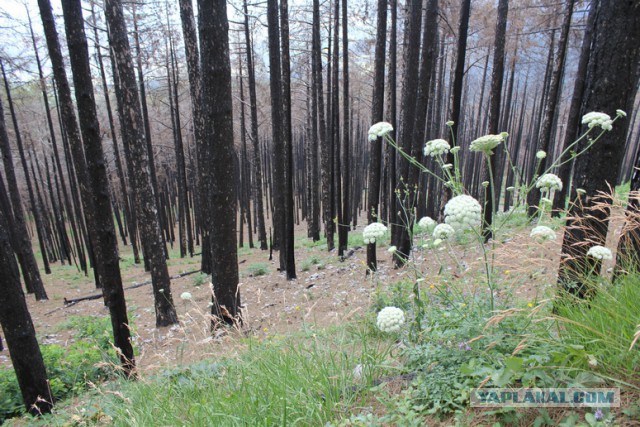Дорога из Киева и из Москвы в Ялту.