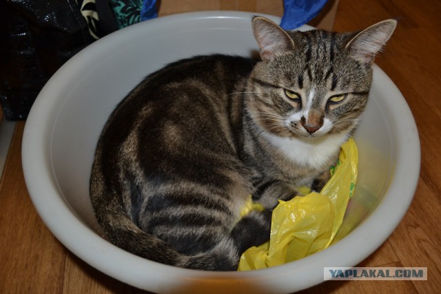 Котовторник 12.08.2014