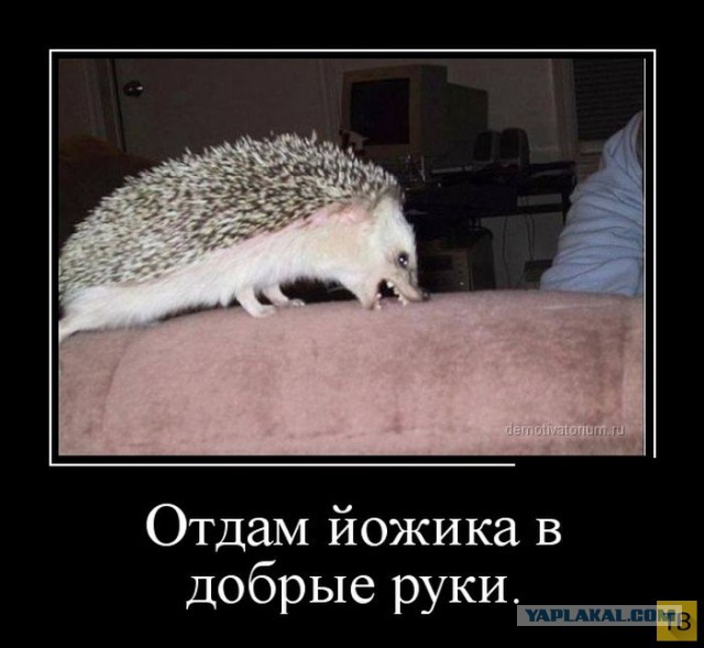 Весёлое из сети