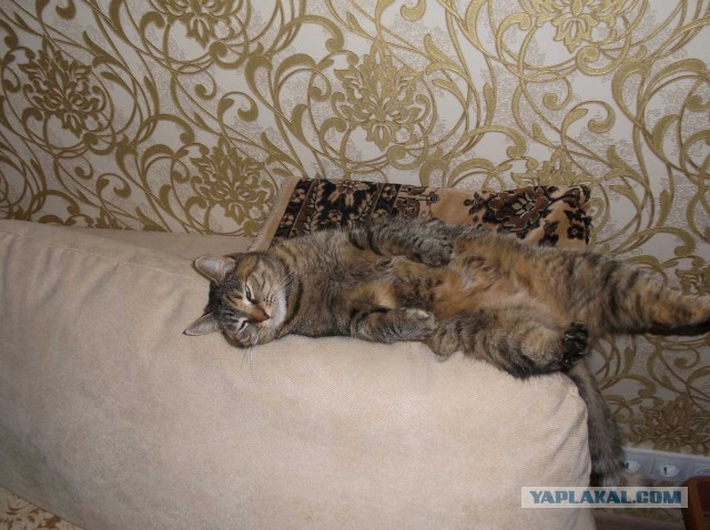 Котовторник 30.12.2014