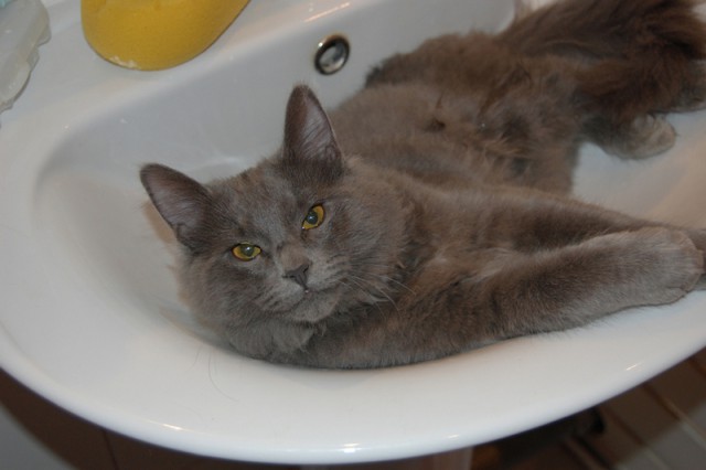 Котовторник 06.01.2015
