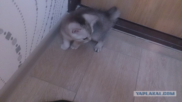 Кот по имени Бобо