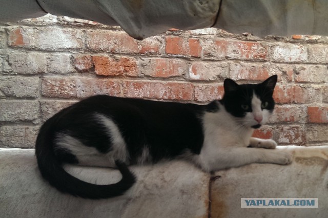 Котовторник