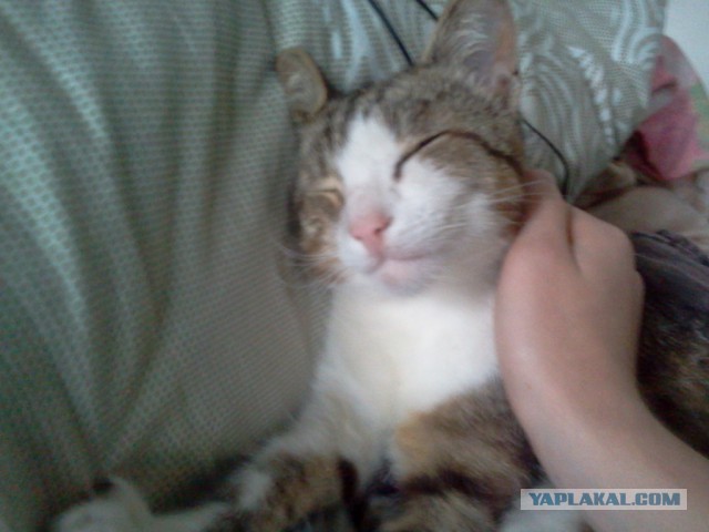 Котовторник 30,06, 2015