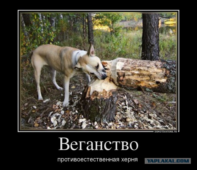 А обязательно всем говорить, что ты веган?